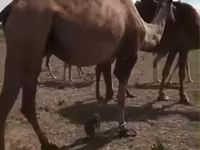 ناقة, Kazakh Bactrian camel — الصورة 5