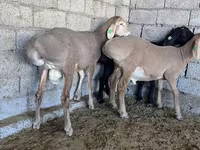 كبش, Arashan sheep — الصورة 3