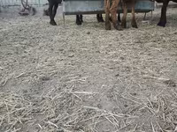 Ziegenbock, Ziegen — Foto 5