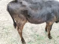 गाय, मवेशी — फ़ोटो 3