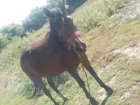 घोड़ी, Horse breed — फ़ोटो 2