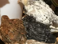 Chickens — Foto 3