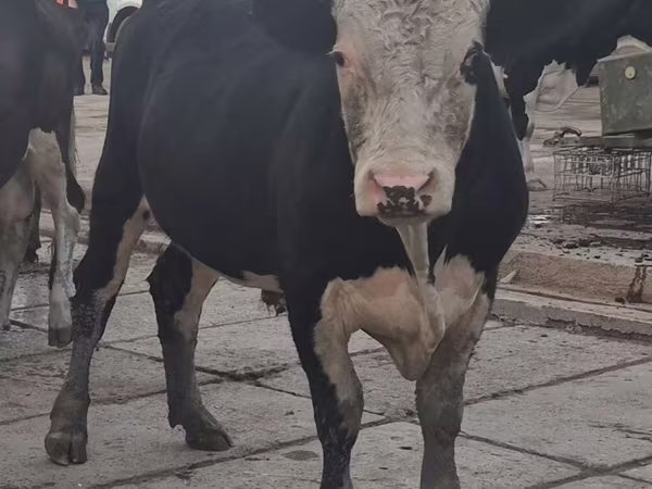Bulle, Simmental cattle
