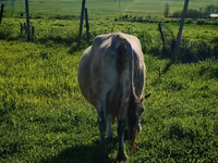 Vaca, Yak salvaje — foto 4