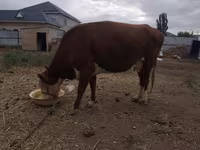 Kuh, Latvian Blue cattle — Foto 4
