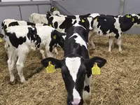 Bulle, Russian Black pied cattle — Foto 3