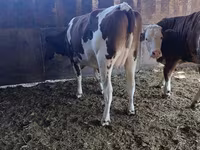 Kuh, Latvian Blue cattle — Foto 6