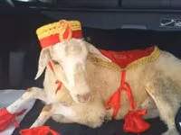 Qurbanlıq qoyun üçün bəzəkli geyim dəsti - Dəst tərkibi: qırmızı — الصورة 2