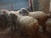 公羊, Sheep — 照片 4