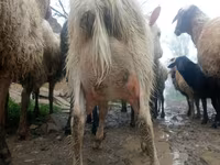 Cabra, Saanen goat — foto 2