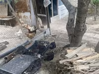 Turkeys — foto 4