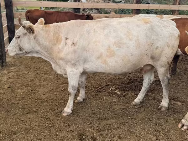 Корова, Swiss cattle