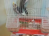 Nimfa (Cockatiel) cütü və qəfəs dəsti - Növ: Nimfa tutuquşusu — الصورة 3