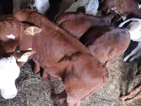 Bulle, Simmental cattle — Foto 3