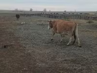 Kuh, Simmental cattle — Foto 5