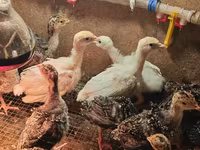 Chickens — Foto 1