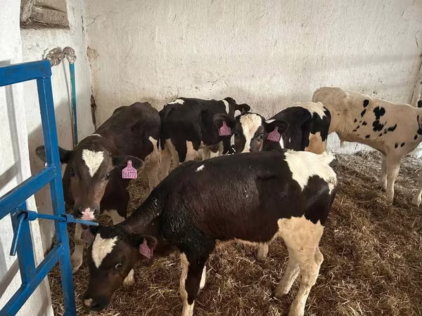 Toro, Raza Holstein