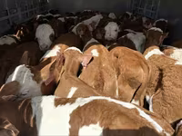 ثور, Simmental cattle — الصورة 2