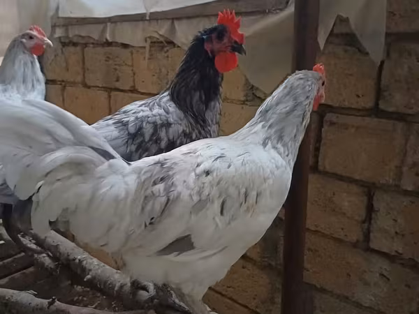 أوسترالورب
