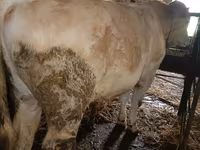公牛, Simmental cattle — 照片 3