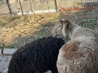 Ram, Hissar sheep — photo 1