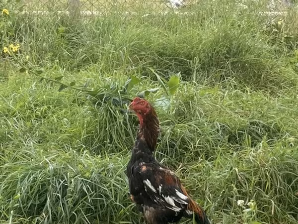 Куры