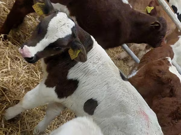 ثور, Simmental cattle
