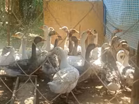 Geese — Foto 1
