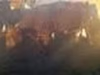 Toro, Ganado vacuno — foto 3