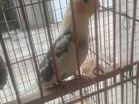 Məhsul: Nimfa (Cockatiel) cütü və qəfəs dəsti Təsvir: - Şəkillərdə — الصورة 4