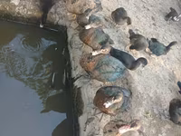 Ducks — Foto 2