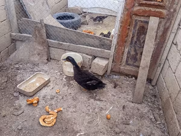 Ducks