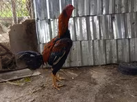 Chickens — Foto 2