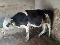 Bulle, Russian Black pied cattle — Foto 3