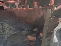 Bull, Aberdeen-Angus — photo 2