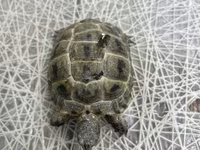 Quru tısbağa (kiçik ölçü) - Növ: Quru/səhravi tısbağa (Mediterranean — photo 4