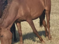 Stute, Horse breed — Foto 1