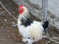 Brahma — Foto 3