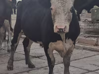 Bulle, Simmental cattle — Foto 1