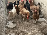 Chickens — Foto 3