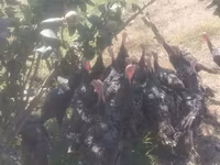 Turkeys — फ़ोटो 2