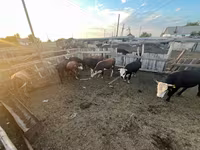 公牛, Cattle — 照片 5