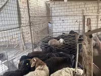 Oveja, Ovejas — foto 5