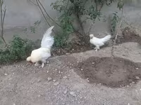 Жапон бентам — 2-сурет