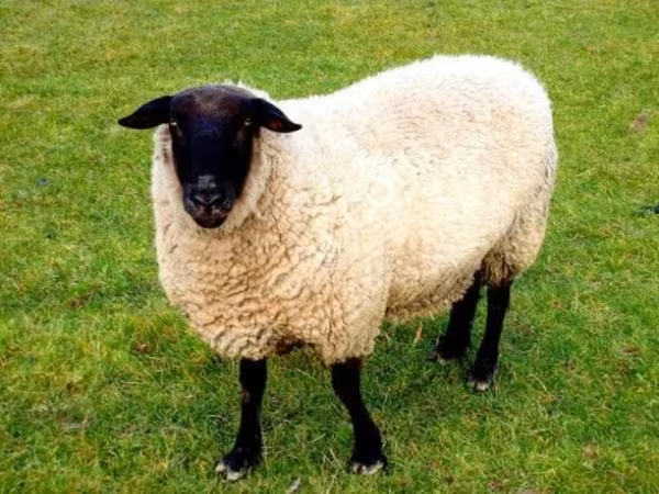 Qoʻy, Barbados Blackbelly sheep — Rossiya