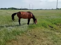 Hengst, Kushum Horse — Foto 4