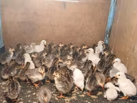Guinea fowl — 2-сурет