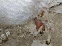 Ziege, Saanen goat — Foto 1