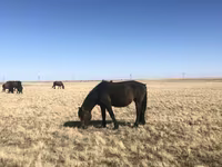 Stute, Horse breed — Foto 3