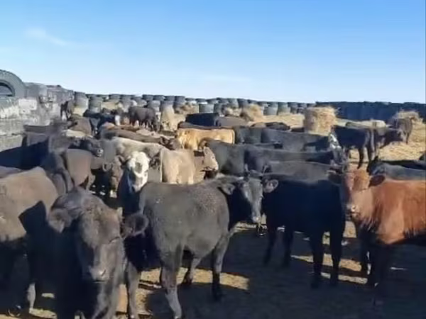 Toro, Aberdeen-Angus